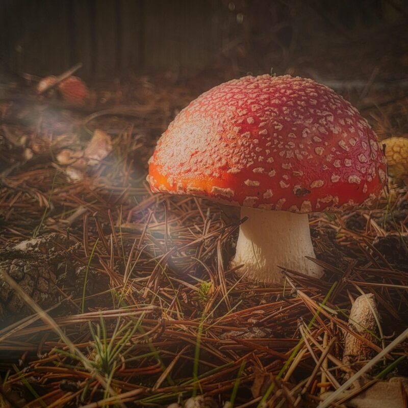 Do lucky mushrooms exist? Birgit wonders, when she spots them. A chance encounter with her ex Max brings her the closure.